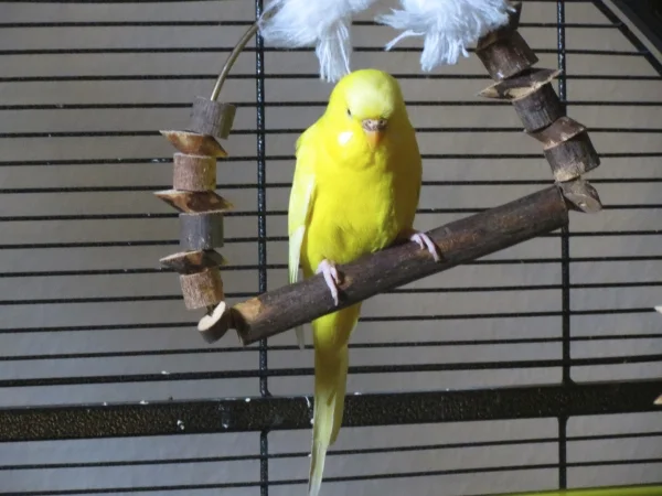 Wellensittich-Bild: Arwen ist bei ihrer Vorbesitzerin zur Witwe geworden und deshalb nun bei mir eingezogen, wo sie wieder in lebhafter Gesellschaft ist.