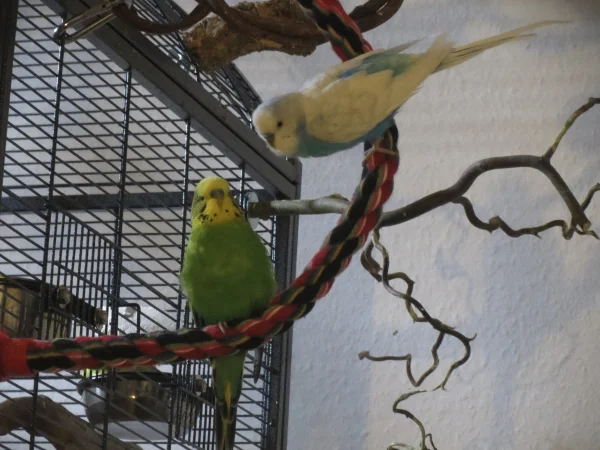 Wellensittich-Bild: Pippin versucht Piet zu animieren.
