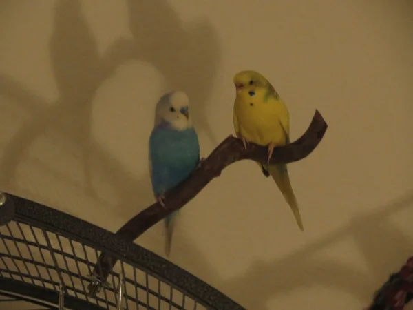 Wellensittich-Bild: Pippin versucht sein Glück bei Jodie - ganz uninteressiert ist sie nicht ...