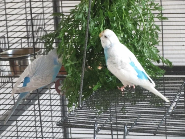 Wellensittich-Bild: Lotta und Merry schmeckt das Karottengrün.