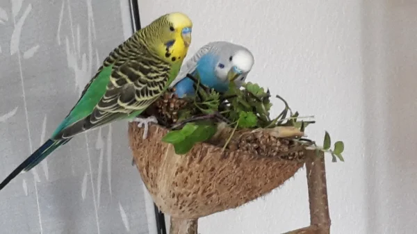 Wellensittich-Bild: Piet und Merry erforschen, was die Felo so alles Leckeres in ihrer geliebten Kokosnuss versteckt hat.