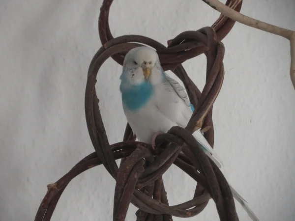 Wellensittich-Bild: Ich bin Lotta!