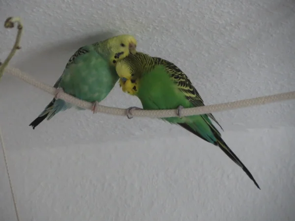 Wellensittich-Bild: .. wenn sie ihn liebevoll krault.