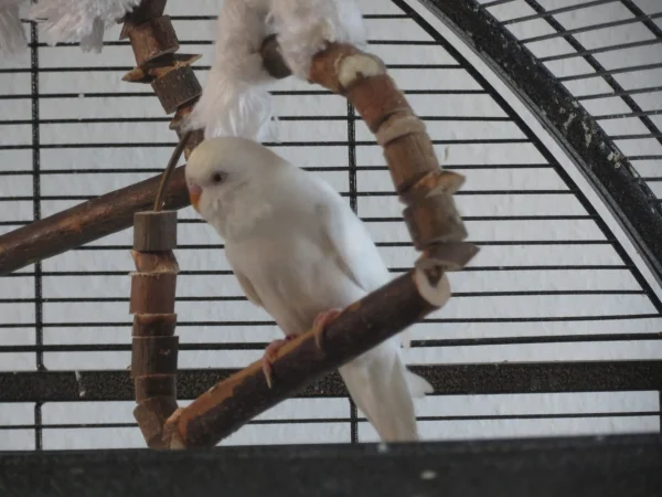 Wellensittich-Bild: Albus hat schon jede Schaukel getestet.