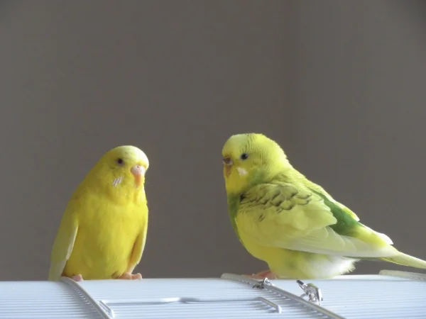 Wellensittich-Bild: Zwei süße Leuchtkäferchen - was hecken sie gerade aus?