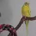 Jodie