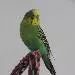 Piet