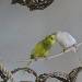 Leni und Albus lieben sich