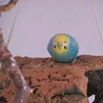 Hexe ist schwer beschäftigt