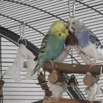Billie und Rose lieben und kraulen sich