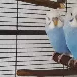 Pippin und Merry