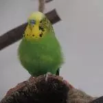 Flauschiger Piet