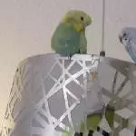 Chillen auf der Lampe