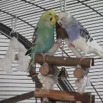 Rose und Billie lieben sich