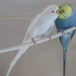 Albus & Geordi