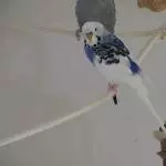 Billie - ist er nicht ein Hübscher?