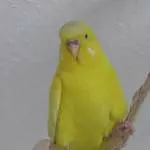 Arwen hat den Überblick