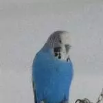 Merlin stellt sich vor