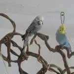 Grey und Hexe