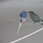 Küss mich, Liebster!