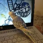He, Felo, was guckst Du denn immer auf dieses Ding?