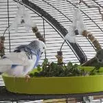 Billie, Tilly und der Golliwoog