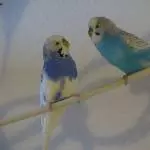 Da werden tiefe Blicke getauscht
