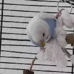 Pippin auf der Schaukel