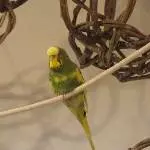 Robin stellt sich vor