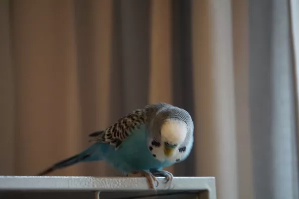 Wellensittich-Bild: Picco wartet auf die anderen, damit endlich gespielt werden kann.