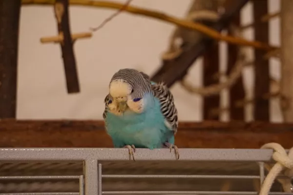 Wellensittich-Bild: Trudi wartet auf die Knabbersachen 