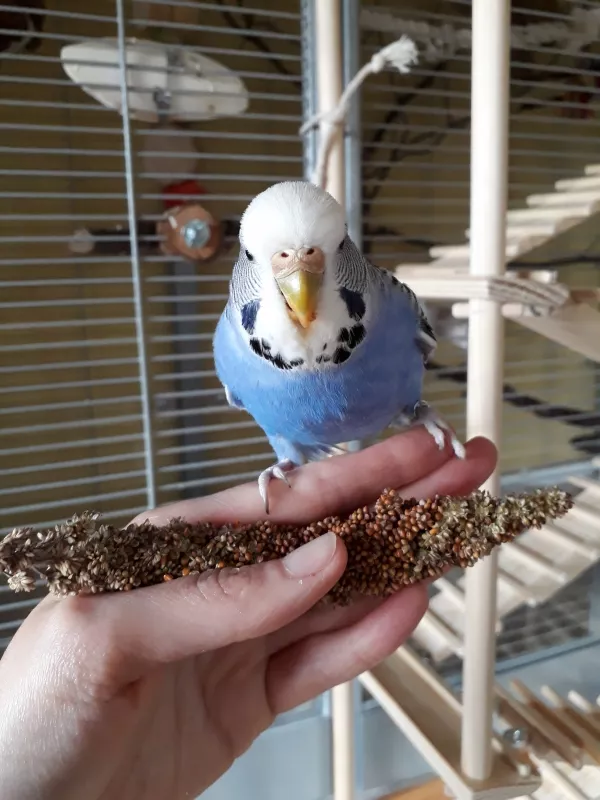Wellensittich-Bild: Hirse schmeckt immer gut aus der Hand