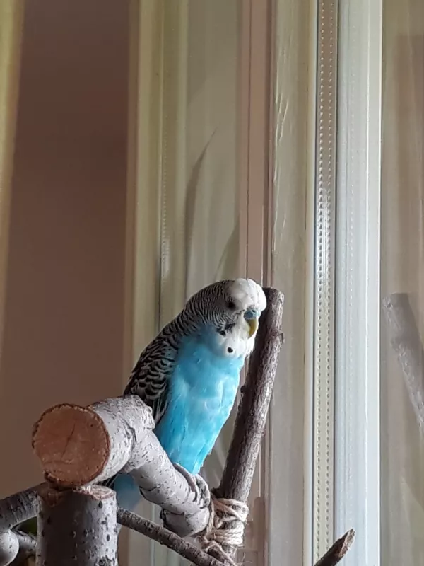 Wellensittich-Bild: einmal aus dem Fenster schauen