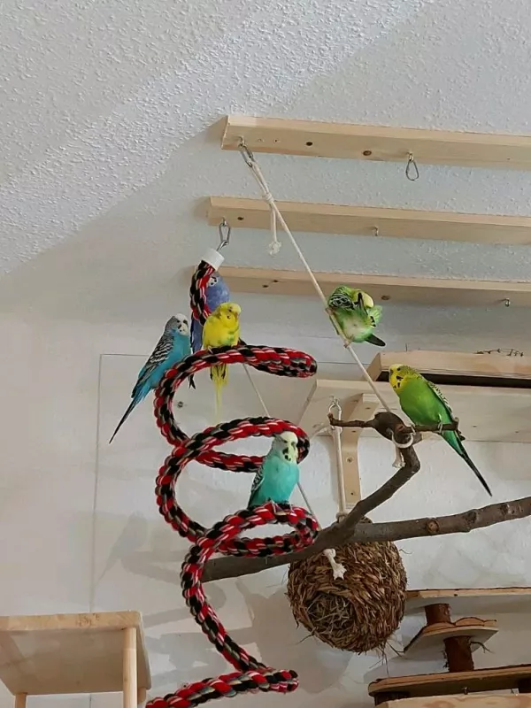 Wellensittich-Bild: Die WG beim chillen
