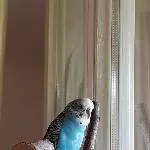Wellimann Picco