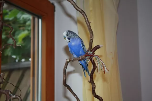 Wellensittich-Bild: Das ist Willi, beim Aufstieg zu den anderen. Er nimmt hier lieber die Treppe, fliegen kann er nur noch schräg runter.