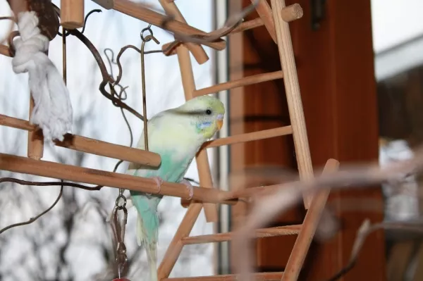 Wellensittich-Bild: Das Bild zeigt unseren Welli Baby, wie er auf dem Spielplatz an unserem Wohnzimmerfenster sitzt.