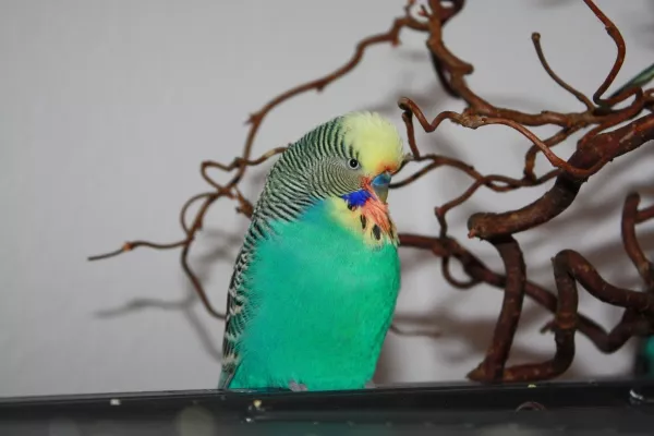 Wellensittich-Bild: Das ist Charly, wieder fit und munter (zum Glück!), aber noch mit Medikamenten-Bärtchen.