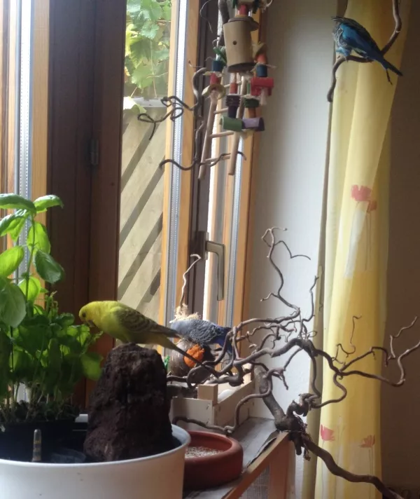 Wellensittich-Bild: Minnie knabbert im Vordergrund, Willi hinten, Charly oben - keine Ahnung was er macht :- D