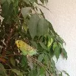 Unsere Lola 