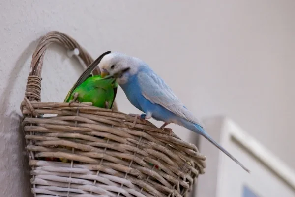 Wellensittich-Bild: ...