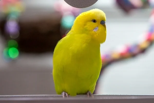 Wellensittich-Bild: Chico ist bei allen Mädels beliebt...