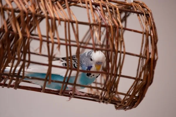Wellensittich-Bild: ...