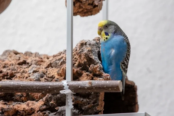 Wellensittich-Bild: ...