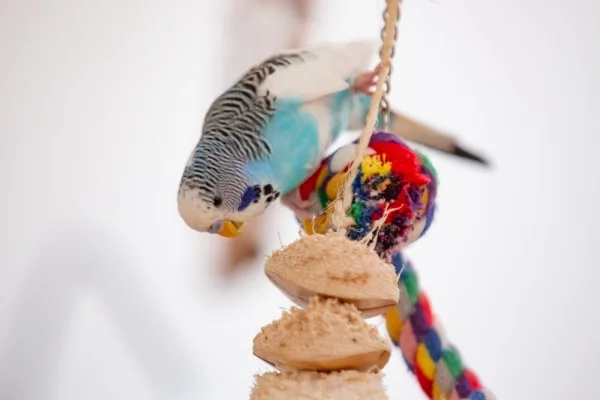 Wellensittich-Bild: ...