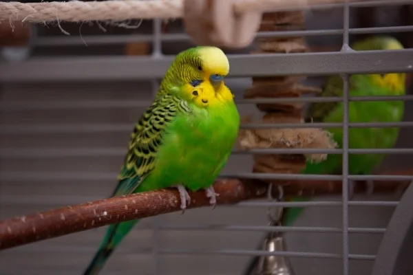 Wellensittich-Bild: Balu kam aus dem Tierheim Reutlingen zu mir. Er ist ein properer Kerl, der es nie eilig hat.