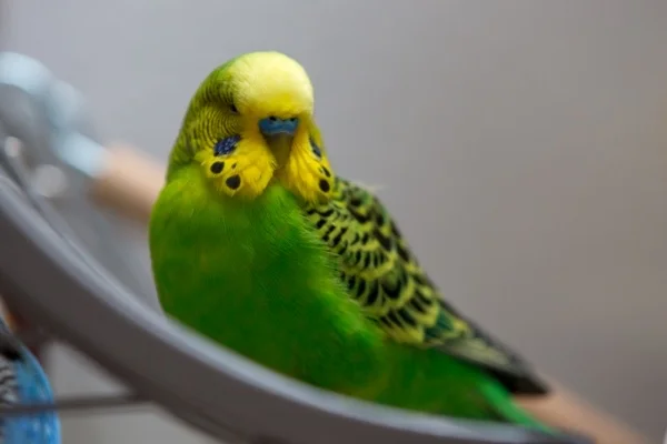 Wellensittich-Bild: ...