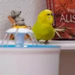 Chico hat sich schlau gemacht