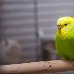 Kiwi beim Mittagsschlaf