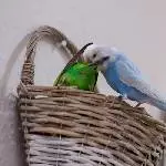 Timmy rettet Josi ;-)